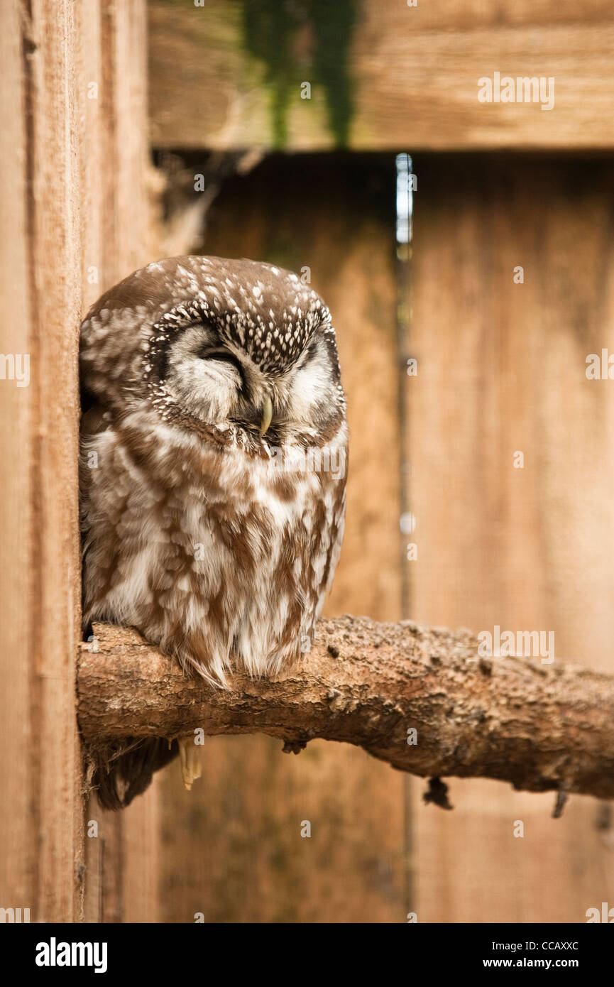 Boreal oder Rauhfußkauz Eule, Aegolius Funereus Stockfoto