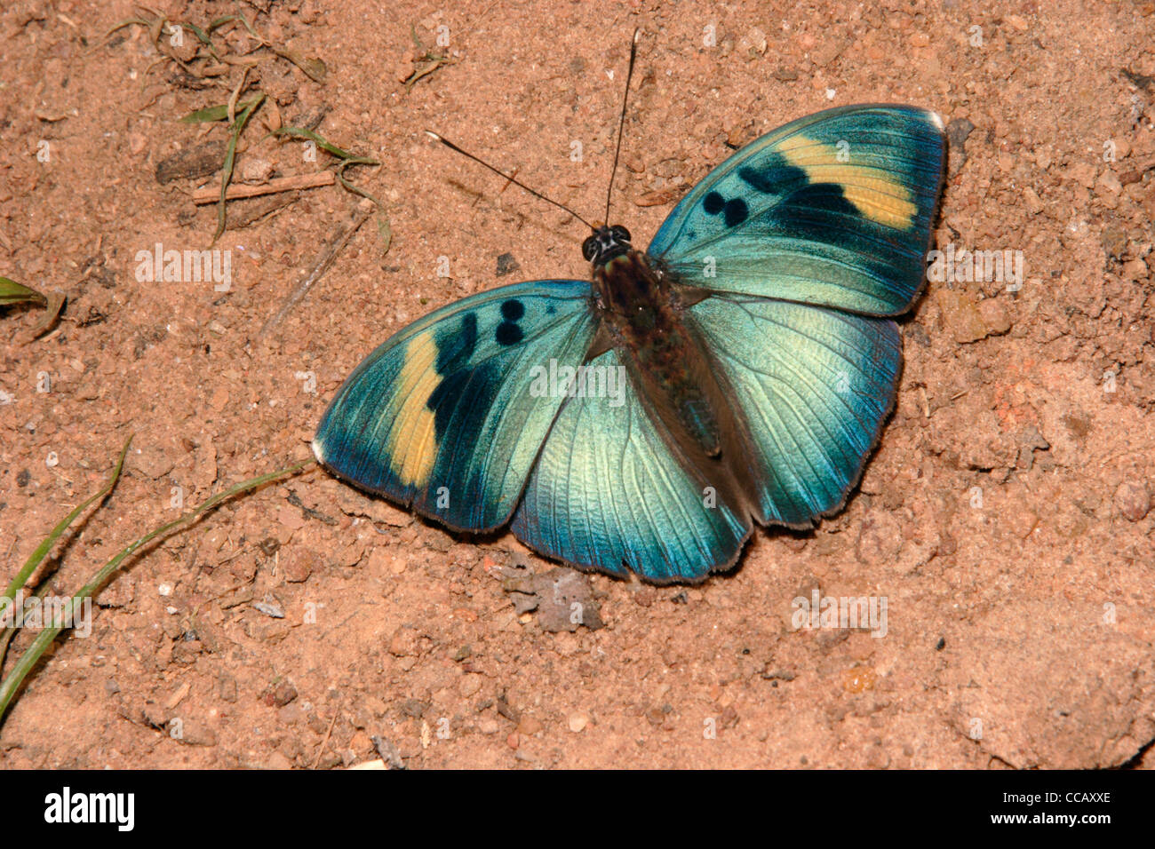 Weit verbreitete Förster Schmetterling (Euphaedra Medon: Nymphalidae), männliche puddling im Regenwald, Ghana. Stockfoto