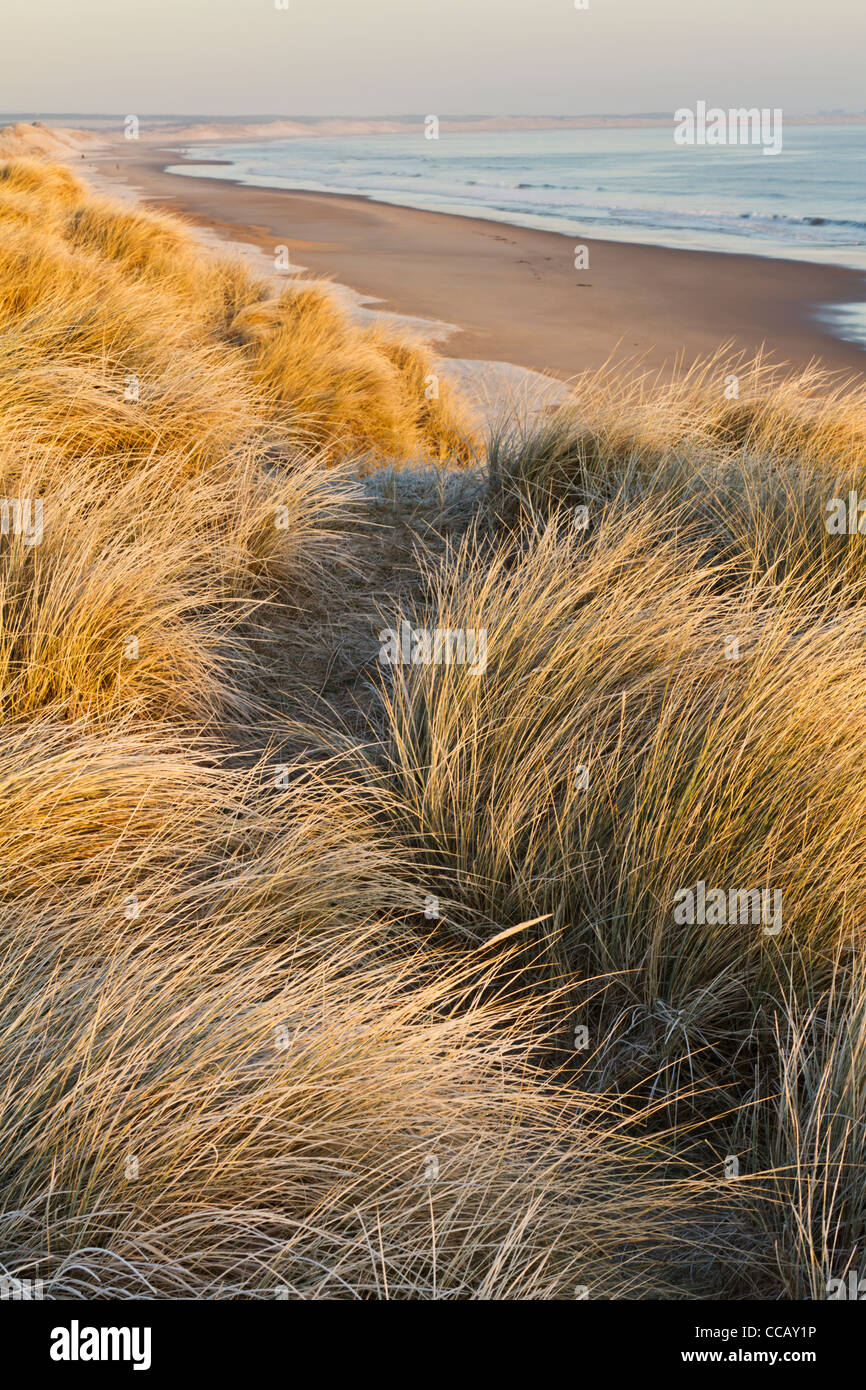 Die Dünen von Druridge Bay Beach an einem eisigen Wintermorgen, Northumberland, England Stockfoto