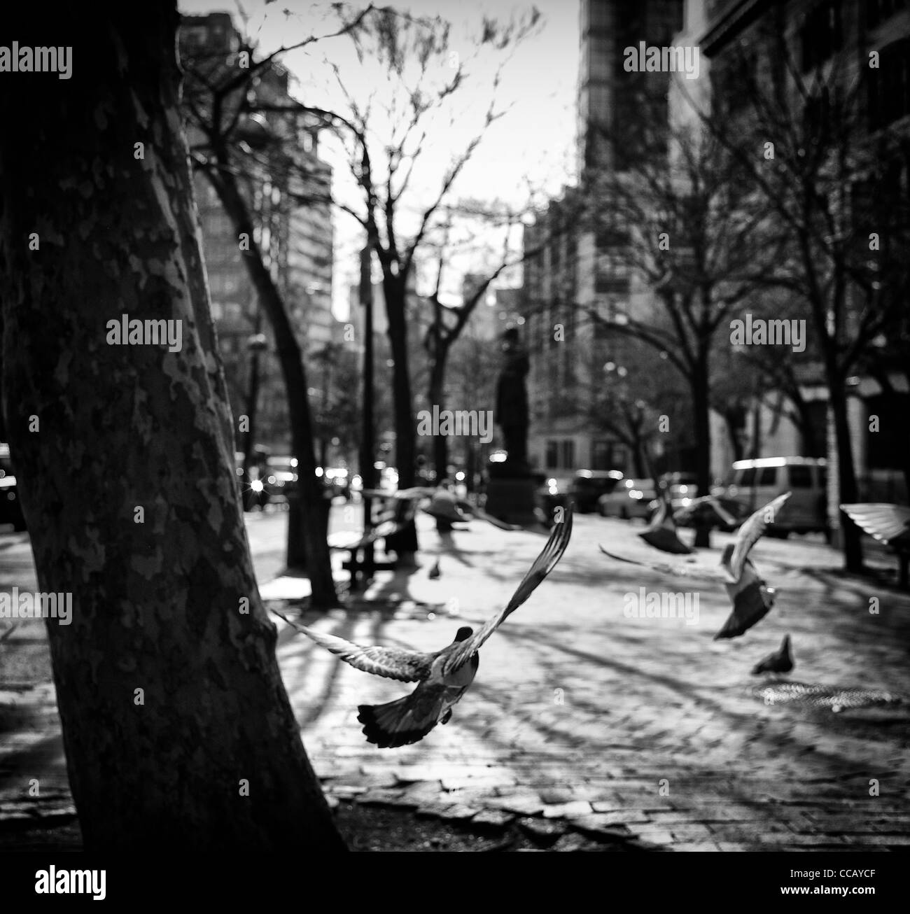 4. Januar 2012: Bilder von Vögel fliegen in Charlton Street Park in der Innenstadt, New York City, USA. Stockfoto