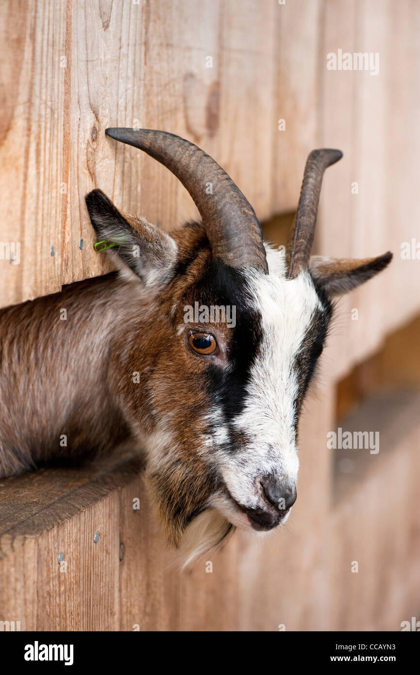 Pygmy Ziege, Capra hircus Stockfoto