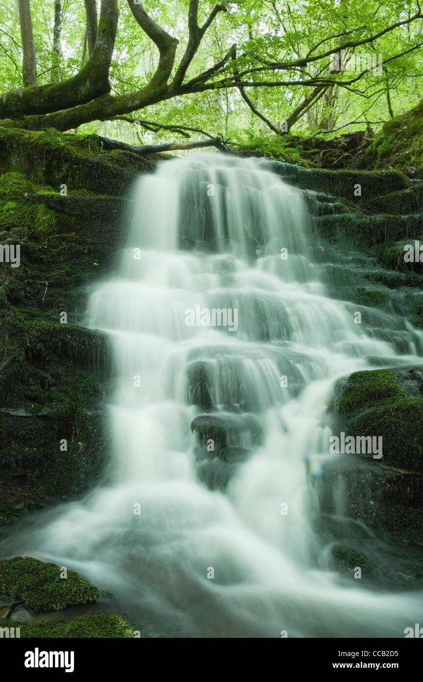 Wasserfall in der Birks Aberfeldy, Perthshire, Schottland. Stockfoto