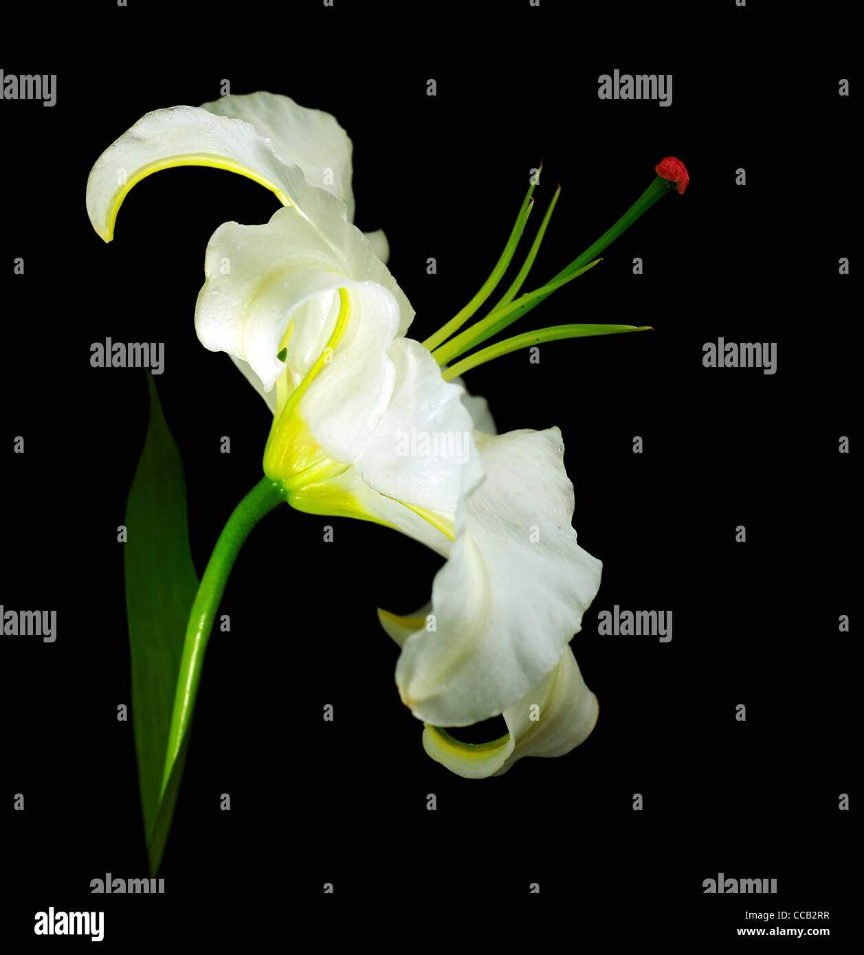 Frische weiße Lilie Blume auf schwarzem Hintergrund isoliert Stockfoto