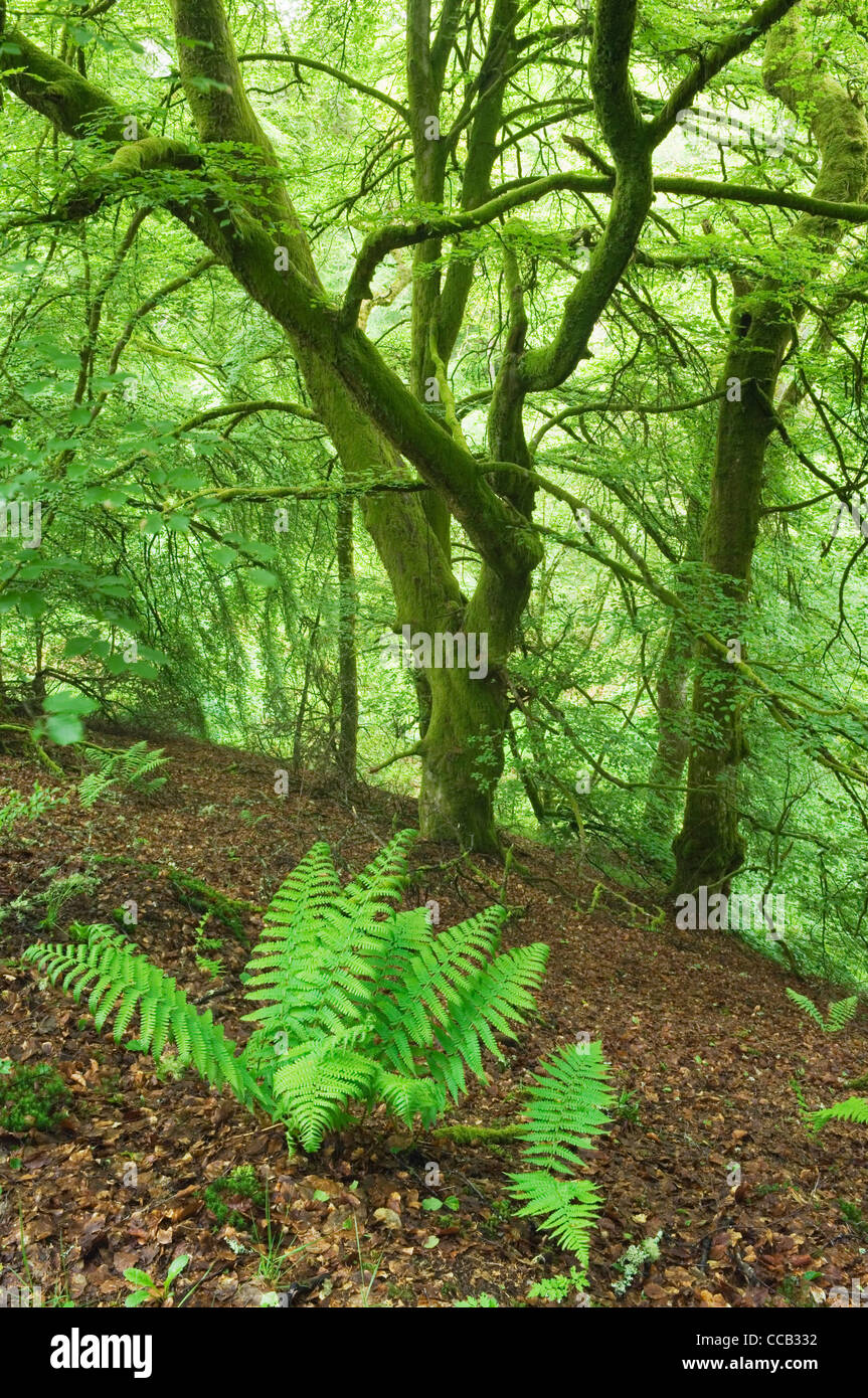 Die Birks Aberfeldy, Perthshire, Schottland. Stockfoto