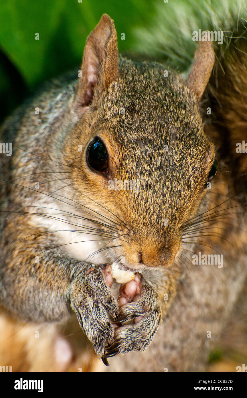 Aufnahme eines grauen Eichhörnchens Essen eine Erdnuss hautnah Stockfoto