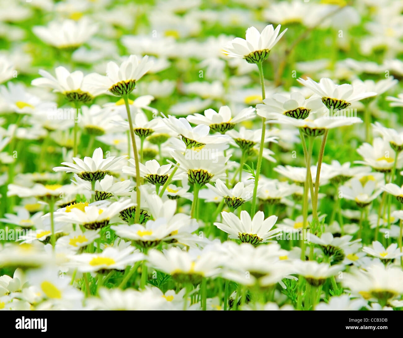 Frühlingswiese weiße frische Gänseblümchen Blumen, natürliche Landschaft Stockfoto