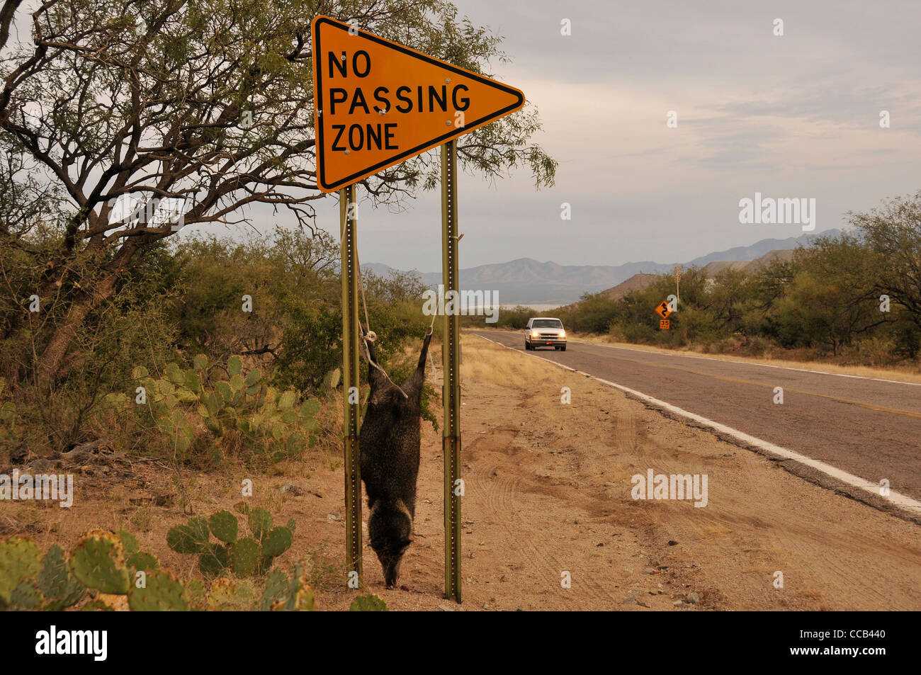 Ein toter Javelina, die wahrscheinlich aus der Jagdsaison pochiert war hängt ein Schild in der Sonoran Wüste, Arizona, USA. Stockfoto