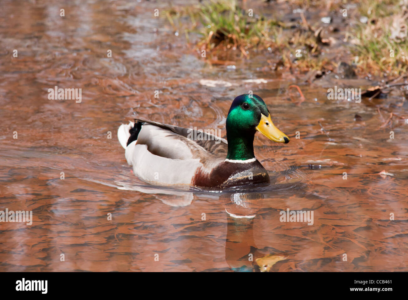 Kanadische Ente genießen das warme Wasser des Frühlings Stockfoto