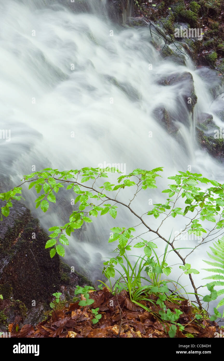 Wasserfall in der Birks Aberfeldy, Perthshire, Schottland. Stockfoto