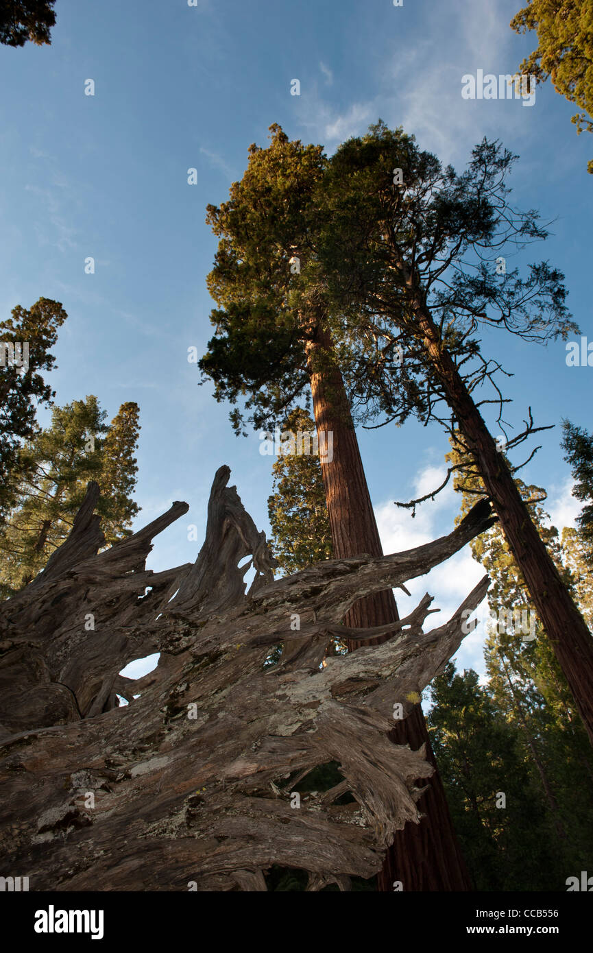 Mariposa Grove von Mammutbäumen. Yosemite National Park. Kalifornien. USA Stockfoto