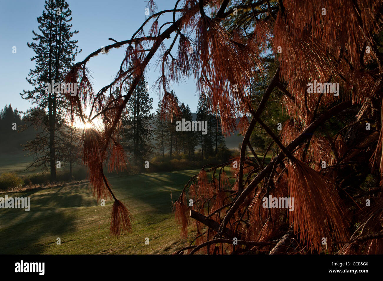 Wawona/große Bäume Golfplatz. Yosemite National Park. Kalifornien. USA Stockfoto