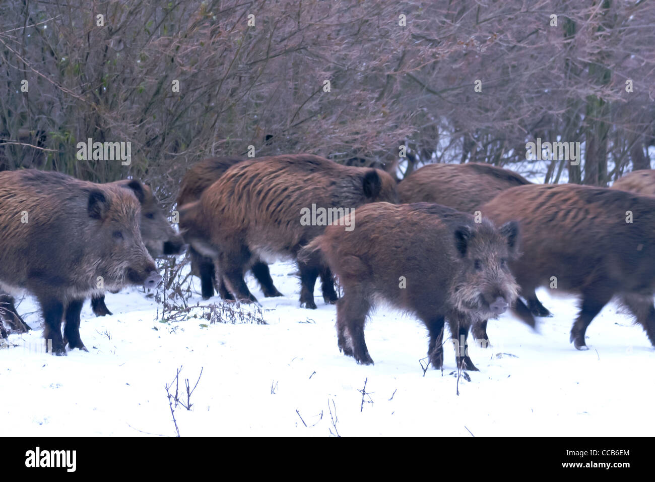 Gruppe der Wildschweine im winter Stockfoto
