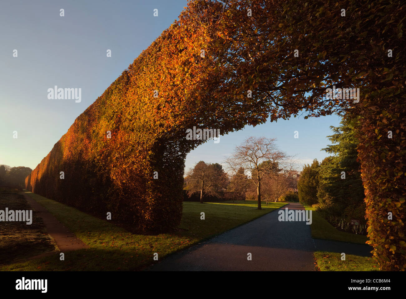 Beech Hedge, Royal Botanic Garden Edinburgh Stockfoto