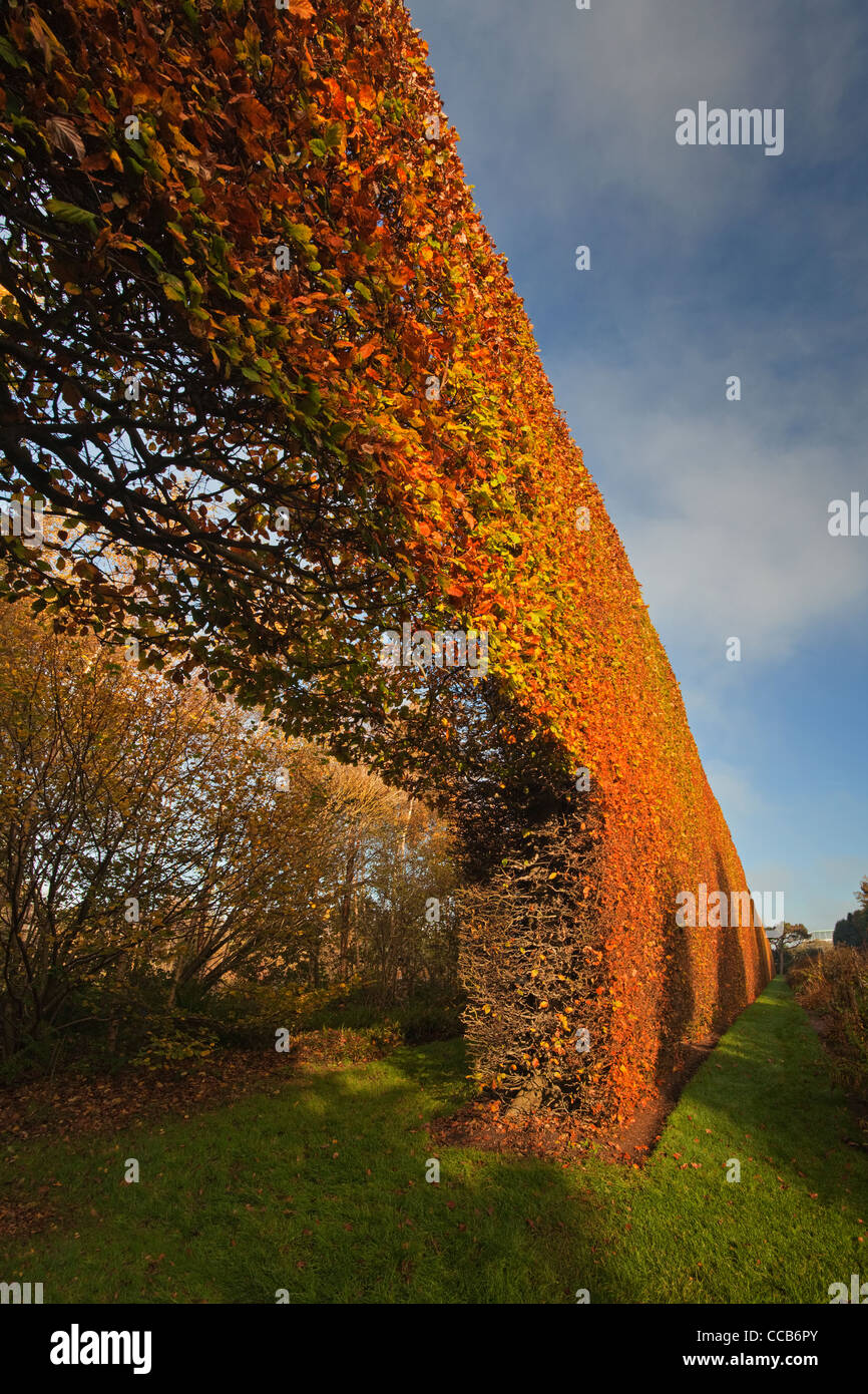 Beech Hedge, Royal Botanic Garden Edinburgh Stockfoto