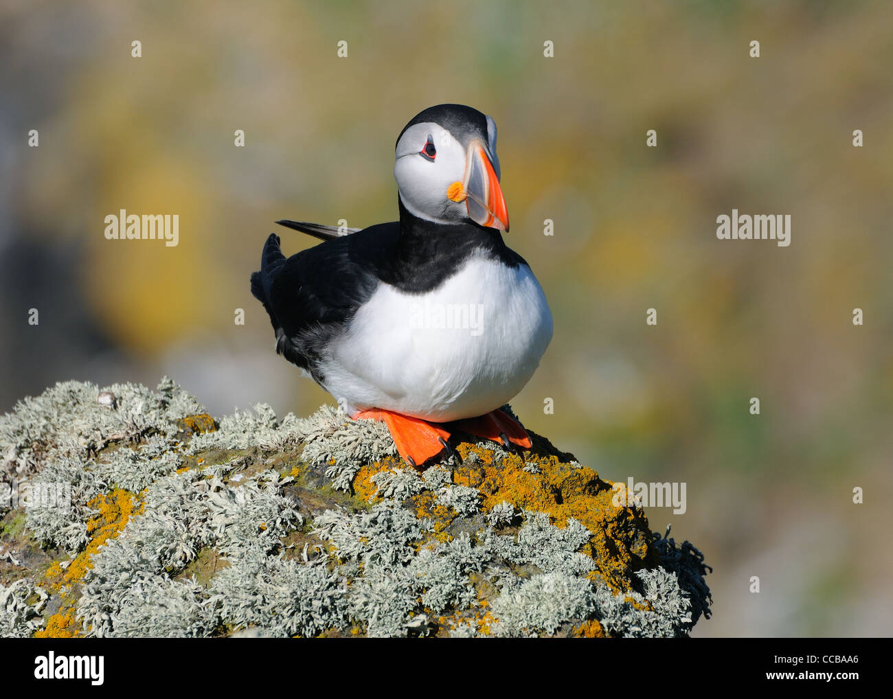 Papageitaucher, der Isle of May, Firth of Forth Stockfoto