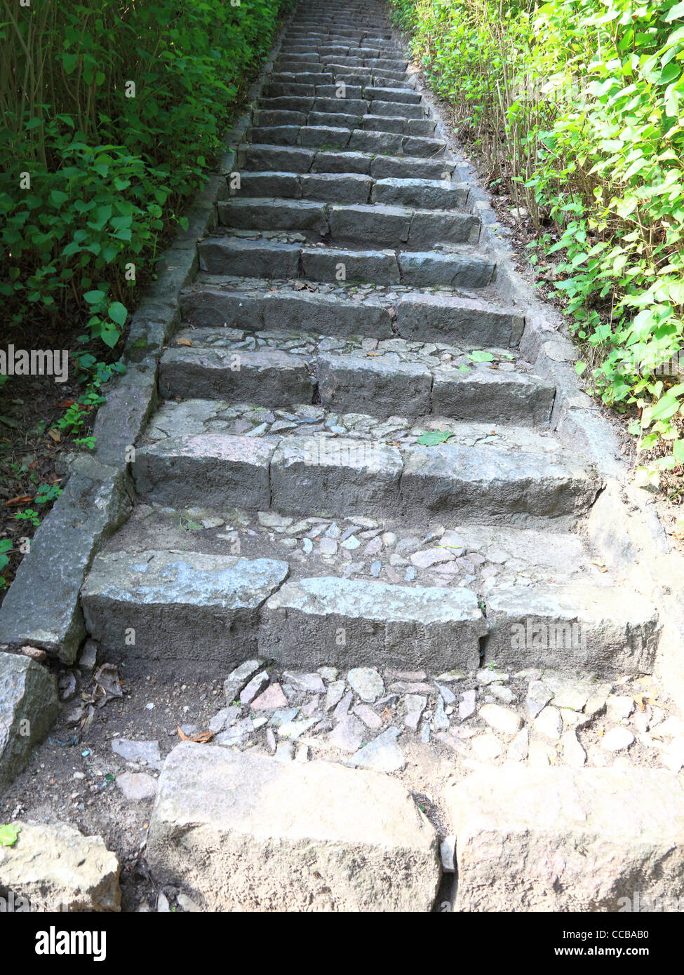 Betontreppen in der Dschungel-Natur im freien Stockfoto