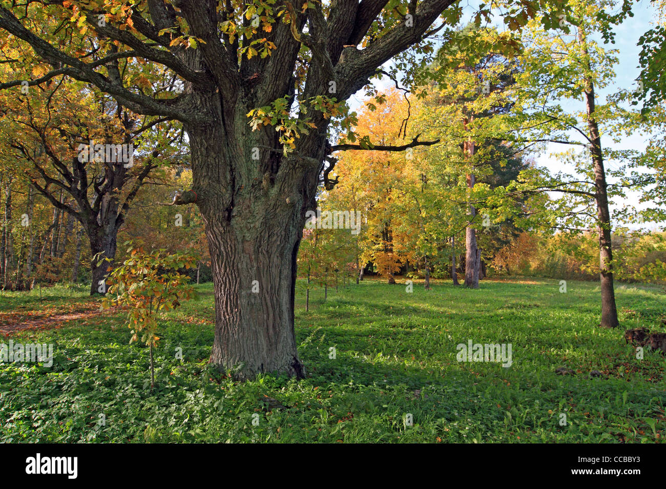alte Eiche im Herbst Holz Stockfoto