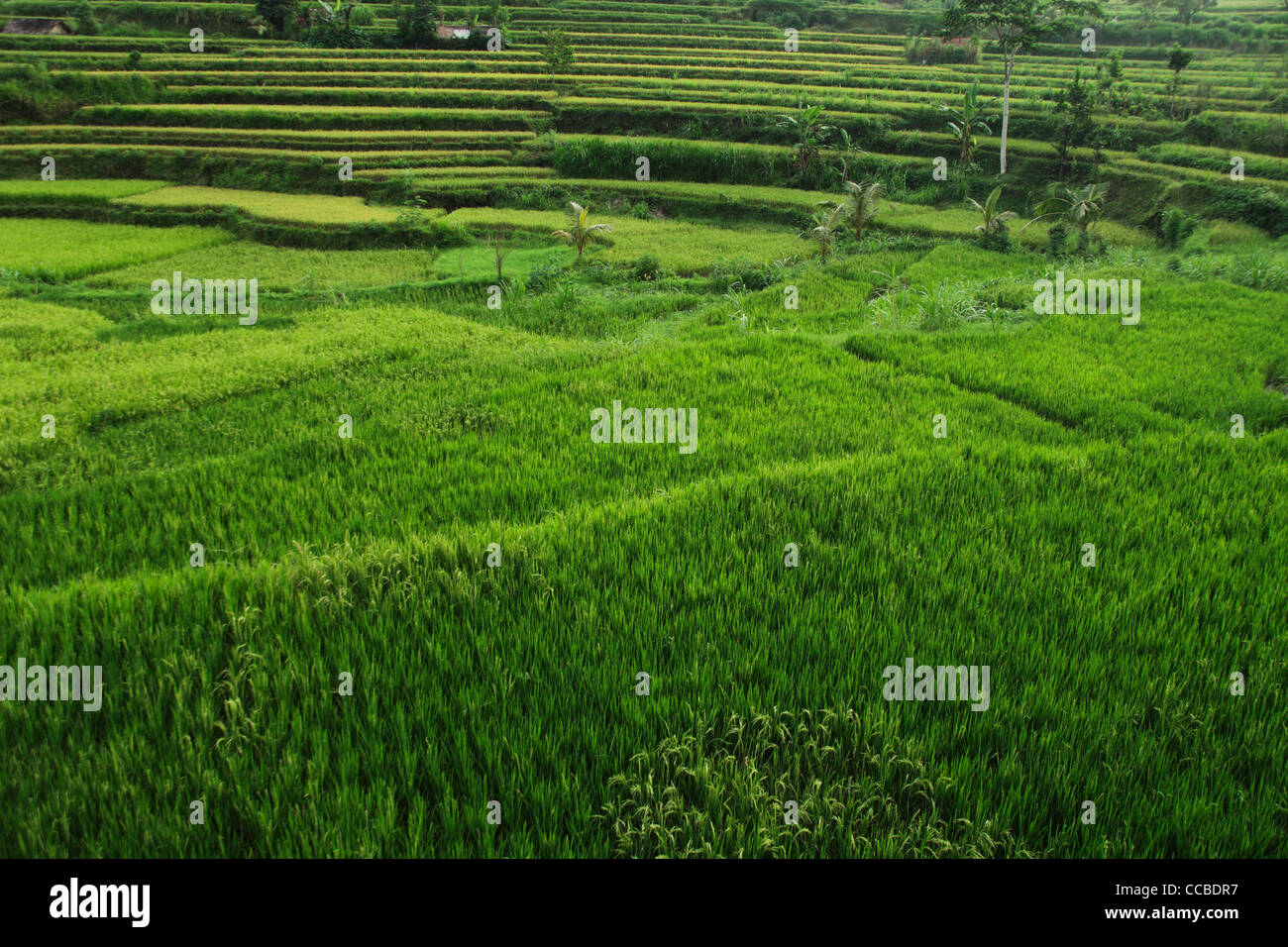 terrassierte Reisfelder, Bali Stockfoto