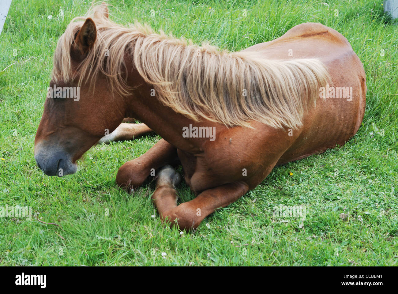 braune Pferd liegend auf der grünen Wiese Stockfoto