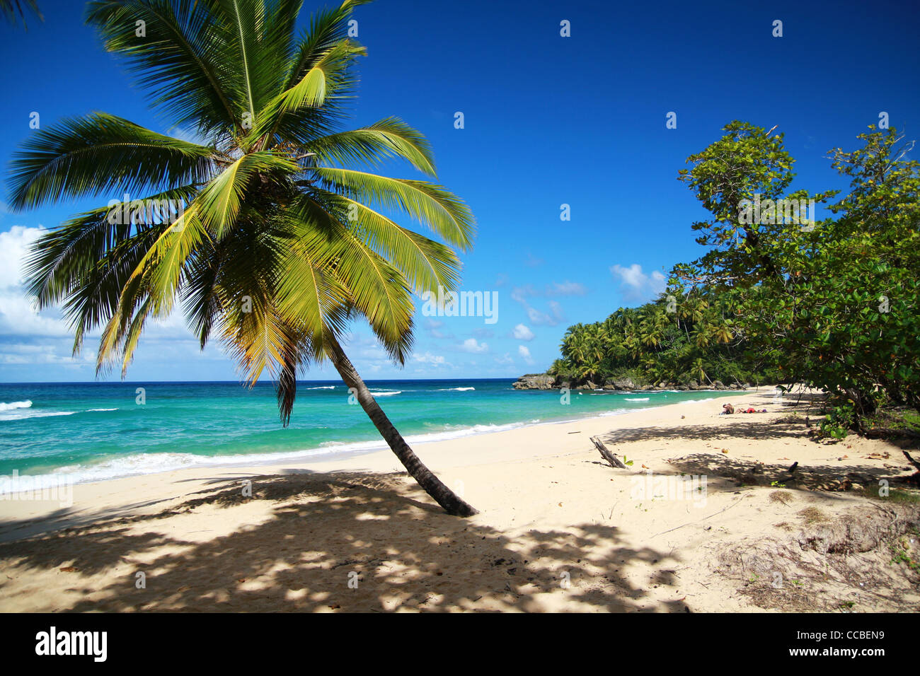 Palmen am Karibik-Strand Stockfoto