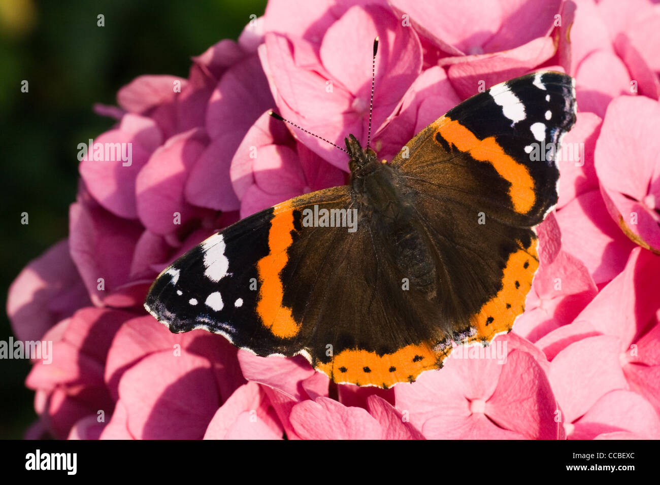 Red Admiral oder Vanessa Atalanta ruht in der Morgensonne im Sommer auf Rosa Hortensie Blumen Stockfoto