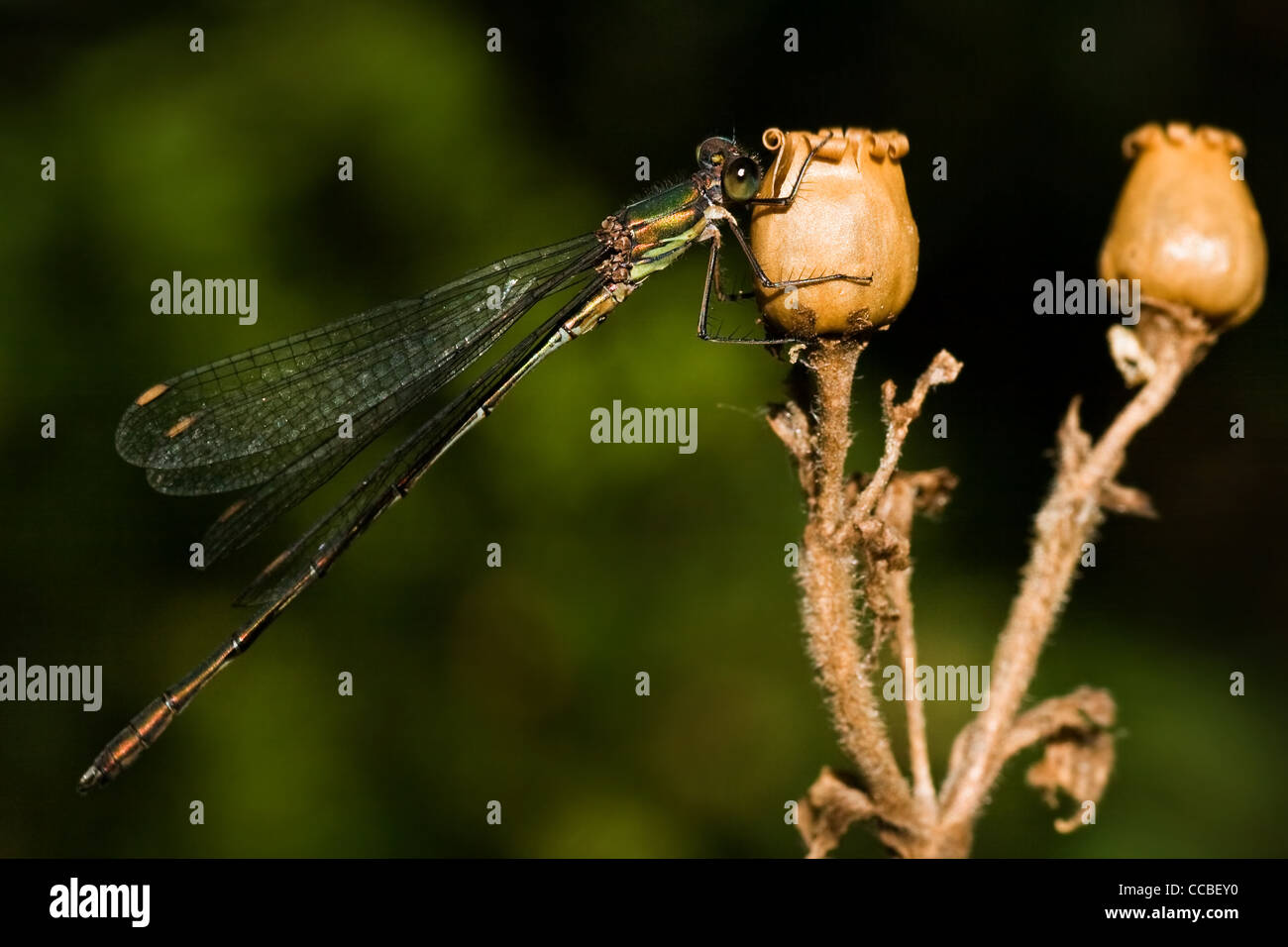 Grüne Smaragd Damselfly oder Lestes Virides ruhen Sie sich nach Jagd Flug Stockfoto
