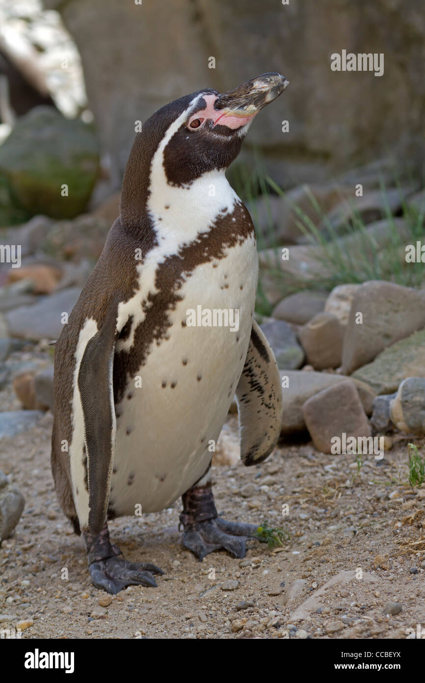 Humboldt-Pinguine (Spheniscus Humboldti) Stockfoto