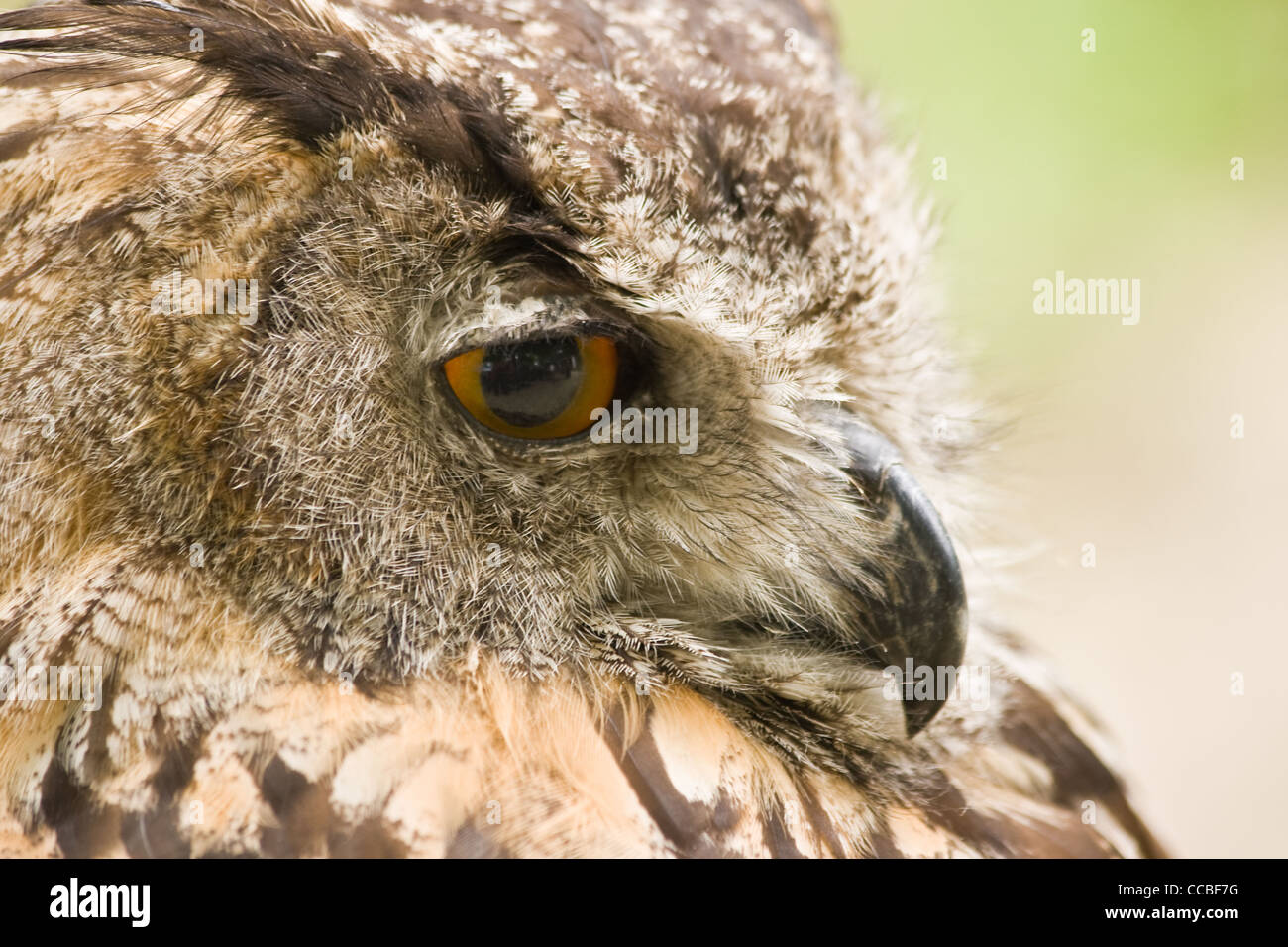 Leiter der Uhu, größte Eule der Welt, ruht aber Warnung Stockfoto