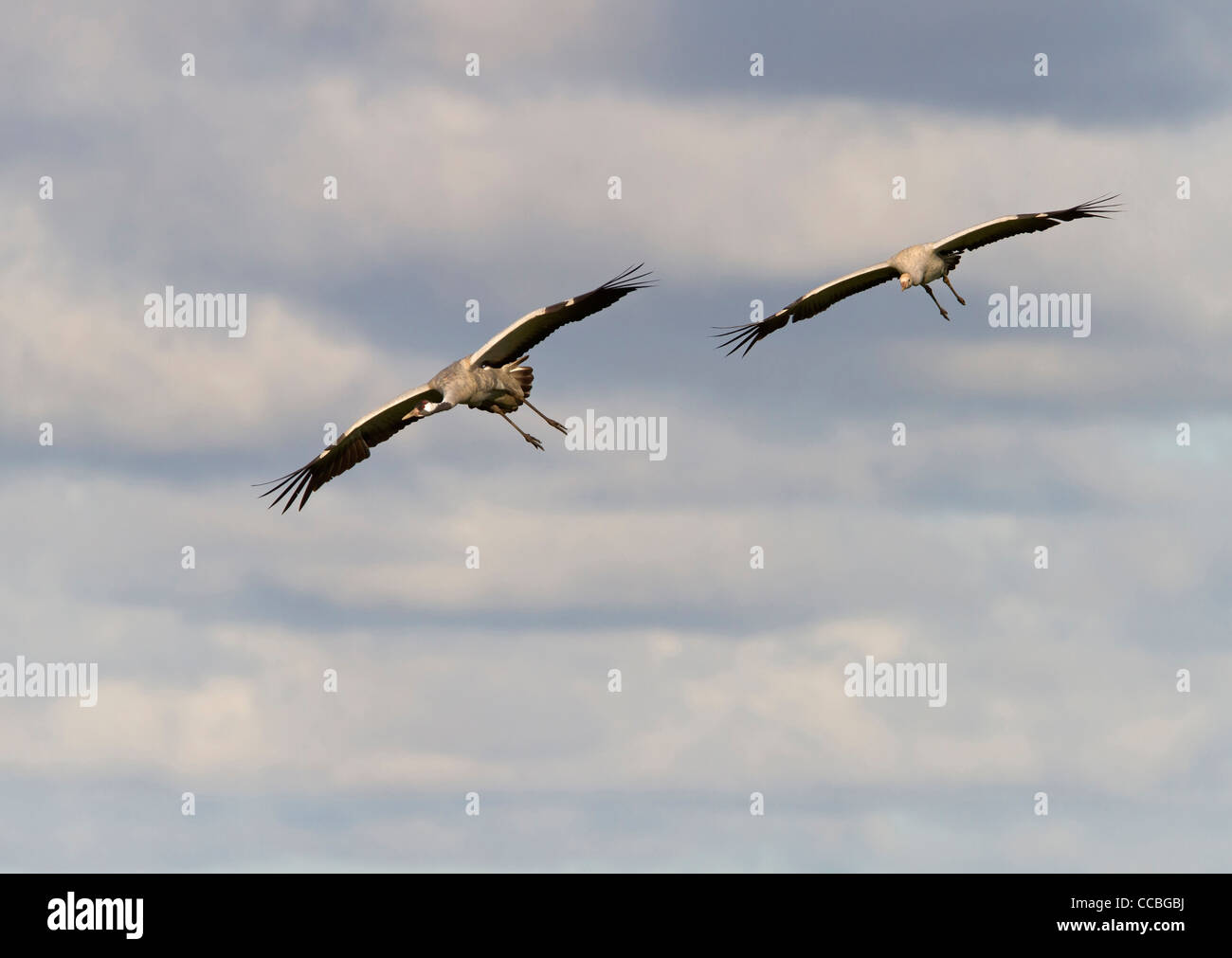 Kraniche (Grus Grus) Stockfoto