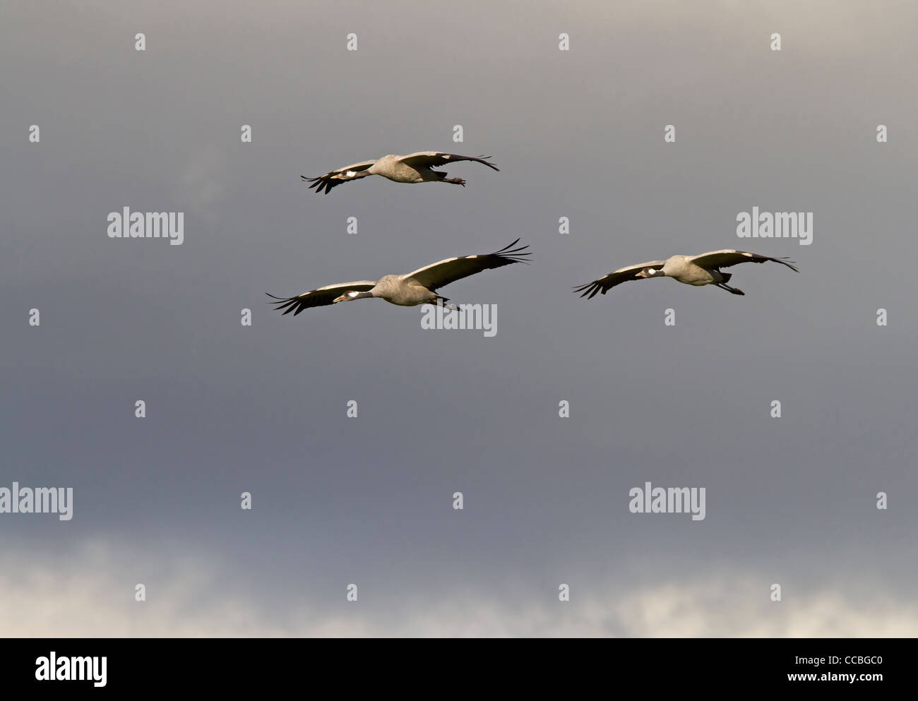 Kraniche (Grus Grus) Stockfoto