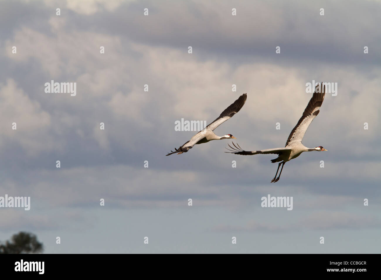 Kraniche (Grus Grus) Stockfoto