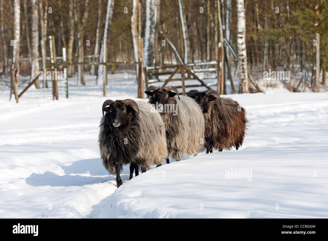 Deutsche Heide im Schnee (Ovis Ammon F. Aries) Stockfoto