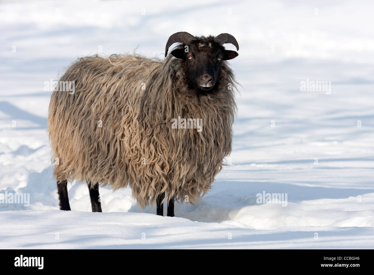 Deutsche Heide im Schnee (Ovis Ammon F. Aries) Stockfoto