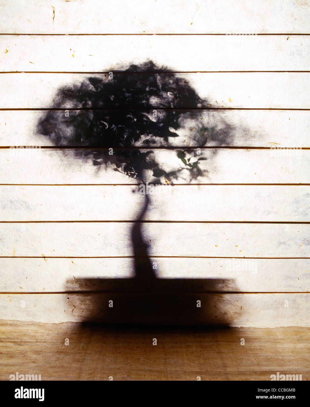 Bonsai-Baum in der silhouette Stockfoto Bonsai-Baum in der silhouette Stockfoto