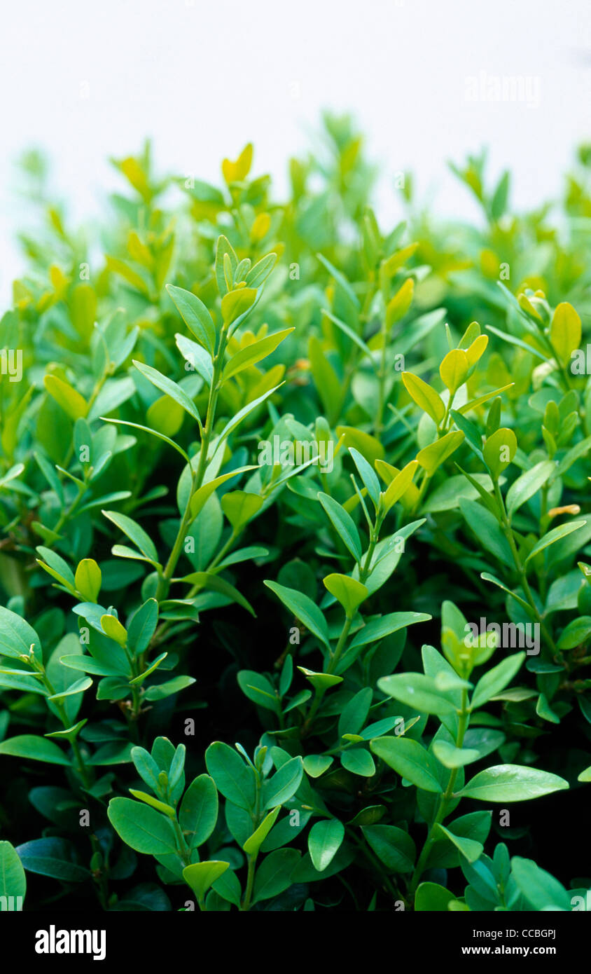 Nahaufnahme von Buxus vor weißem Hintergrund Stockfoto Nahaufnahme von Buxus vor weißem Hintergrund Stockfoto