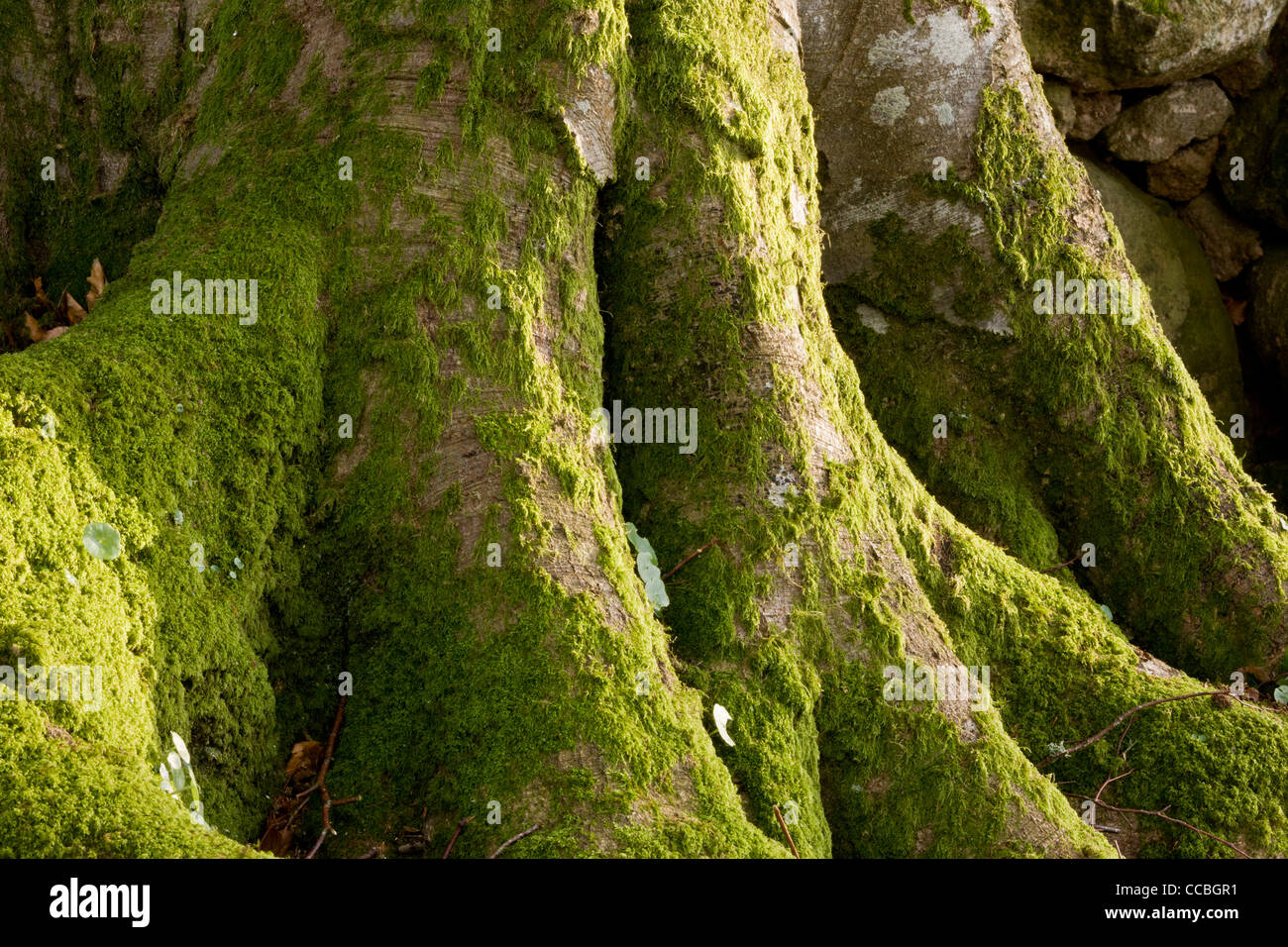 Moosigen Strebepfeiler Wurzeln der alten Buche in Whiddon Deer Park. 16. Jahrhundert alten Park, Teign Valley, Dartmoor. Stockfoto