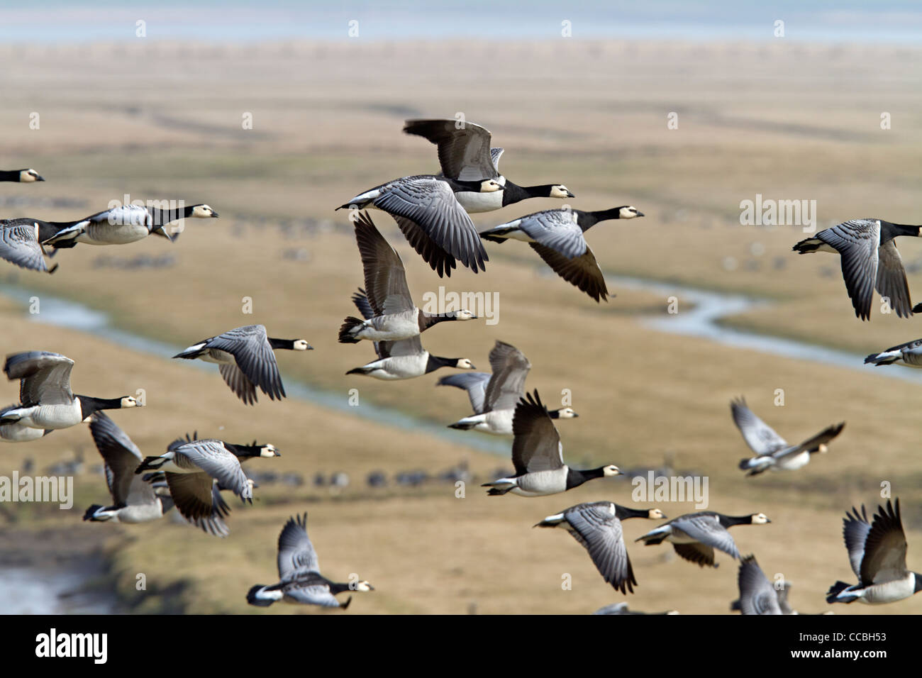 Seepocken (Branta Leucopsis) Stockfoto