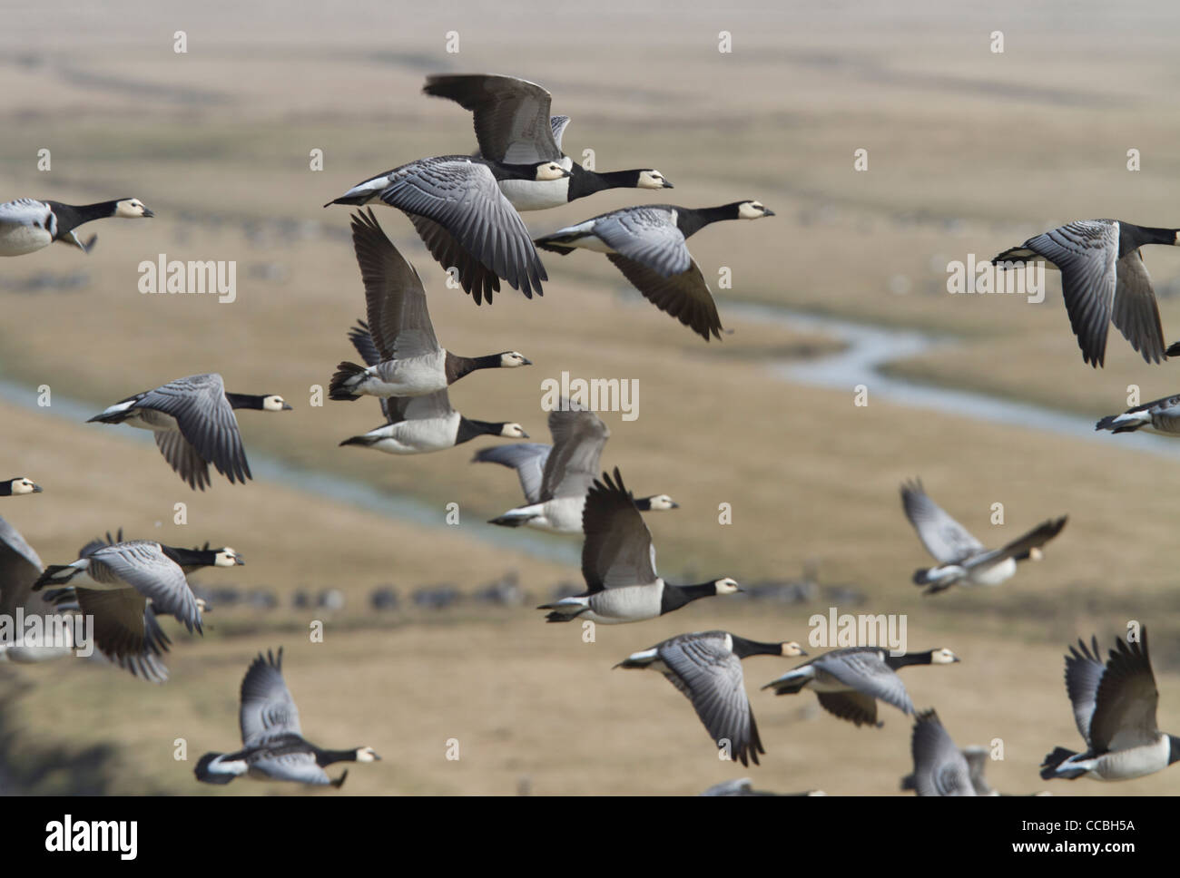 Seepocken (Branta Leucopsis) Stockfoto