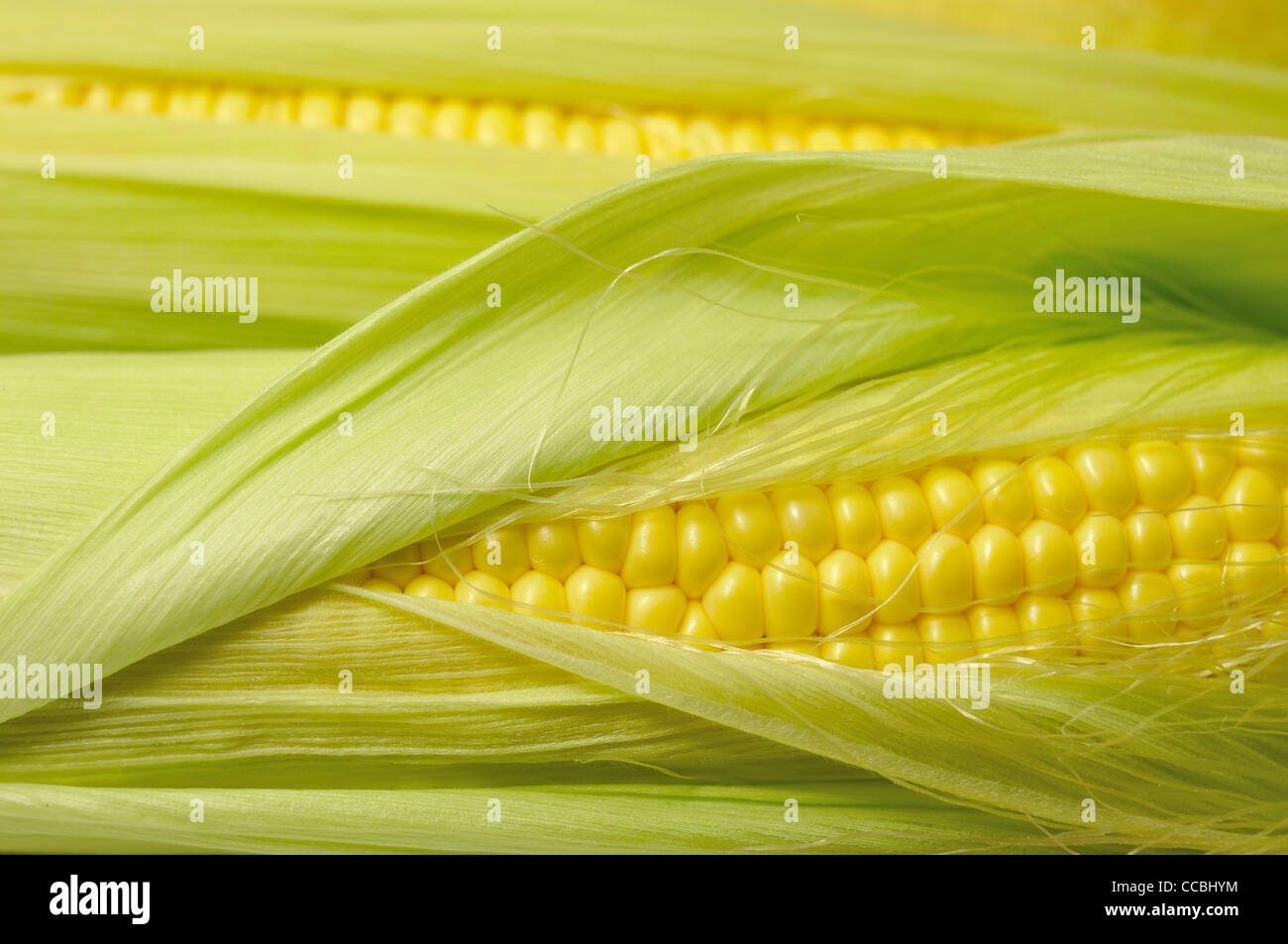 weiche leichte frischen rohen Mais Hintergrund Stockfoto