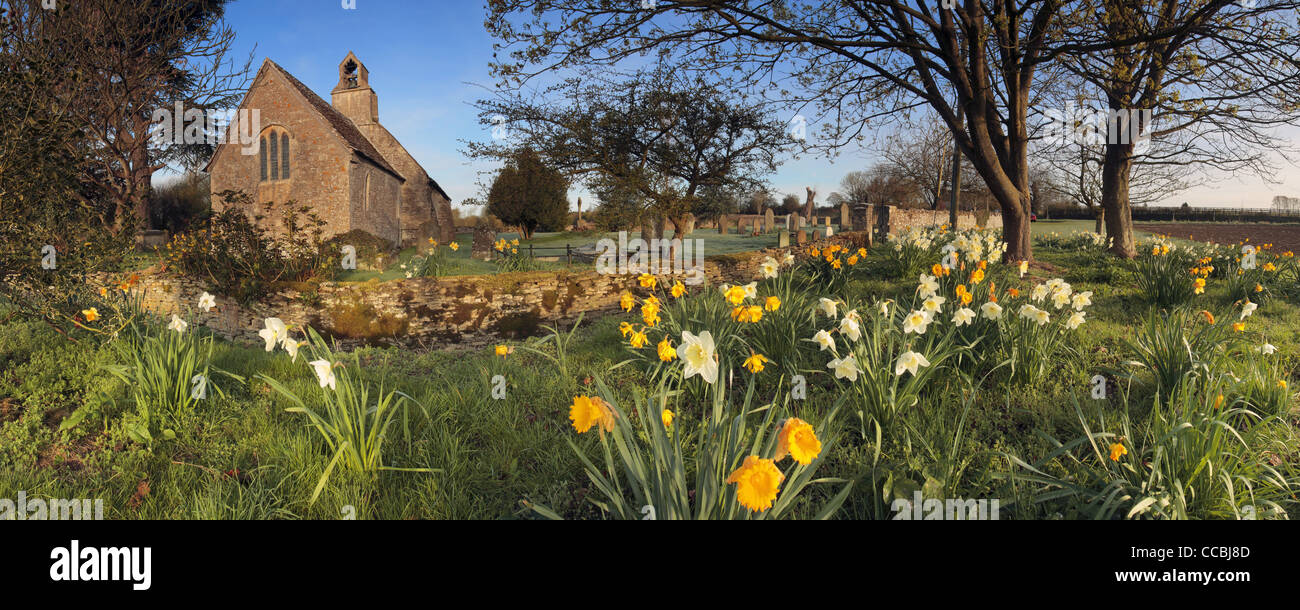 Frühling-Narzissen umgeben die kleine normannische Kirche in der Nähe von Ampney St Mary in Gloucestershire, England Stockfoto