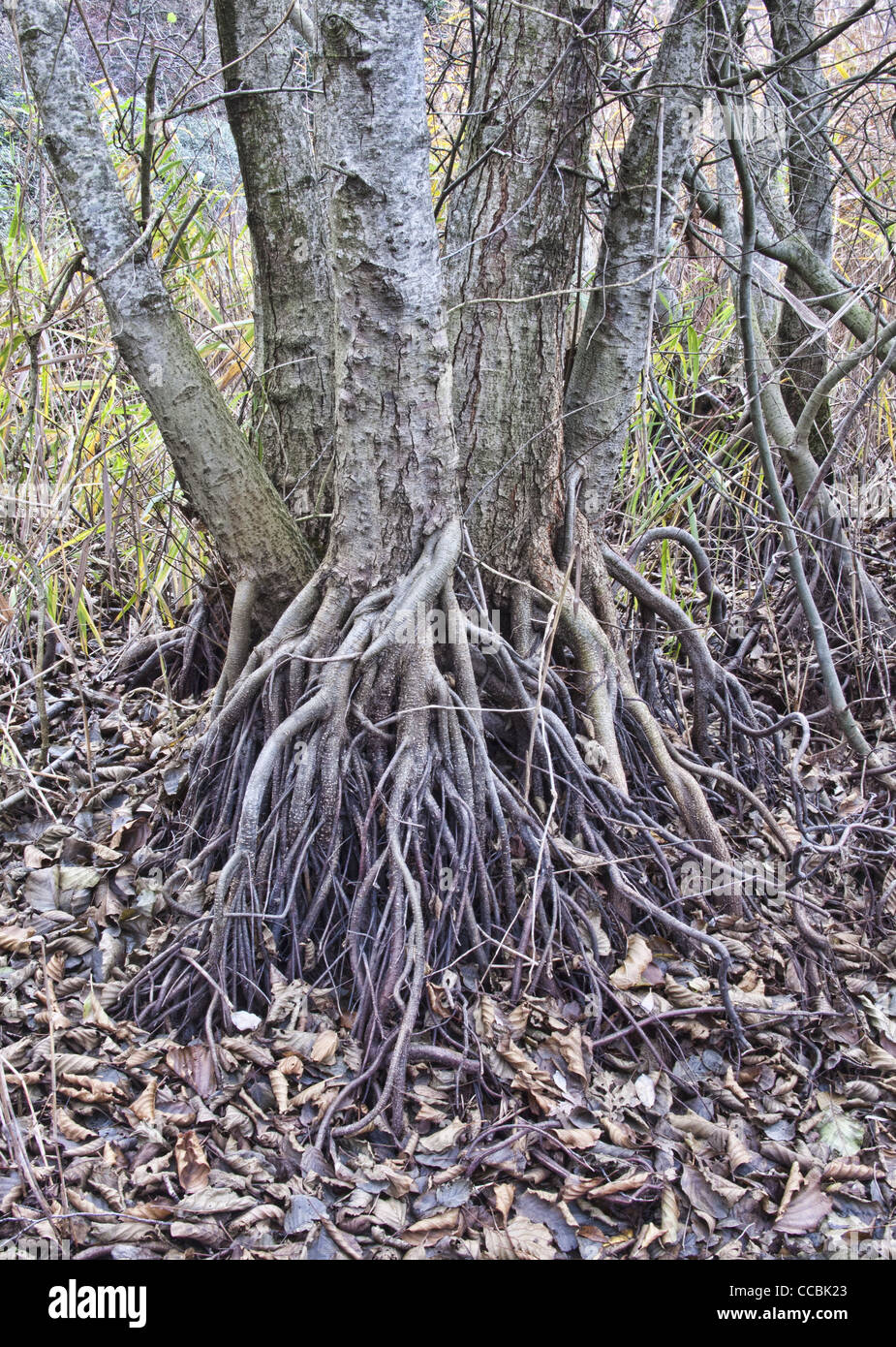 Stämme mit freiliegenden Wurzeln. Stockfoto
