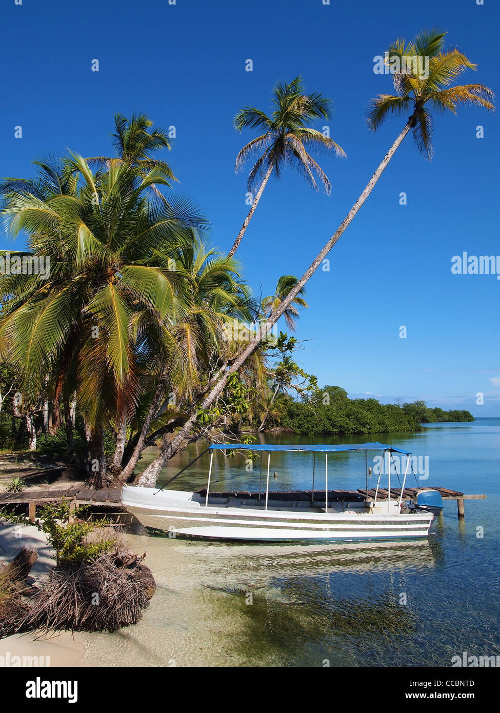 Tropischer Strand mit einem Boot am Dock und Kokosnüsse Bäumen, Bocas del Toro, Karibik, Panama Stockfoto