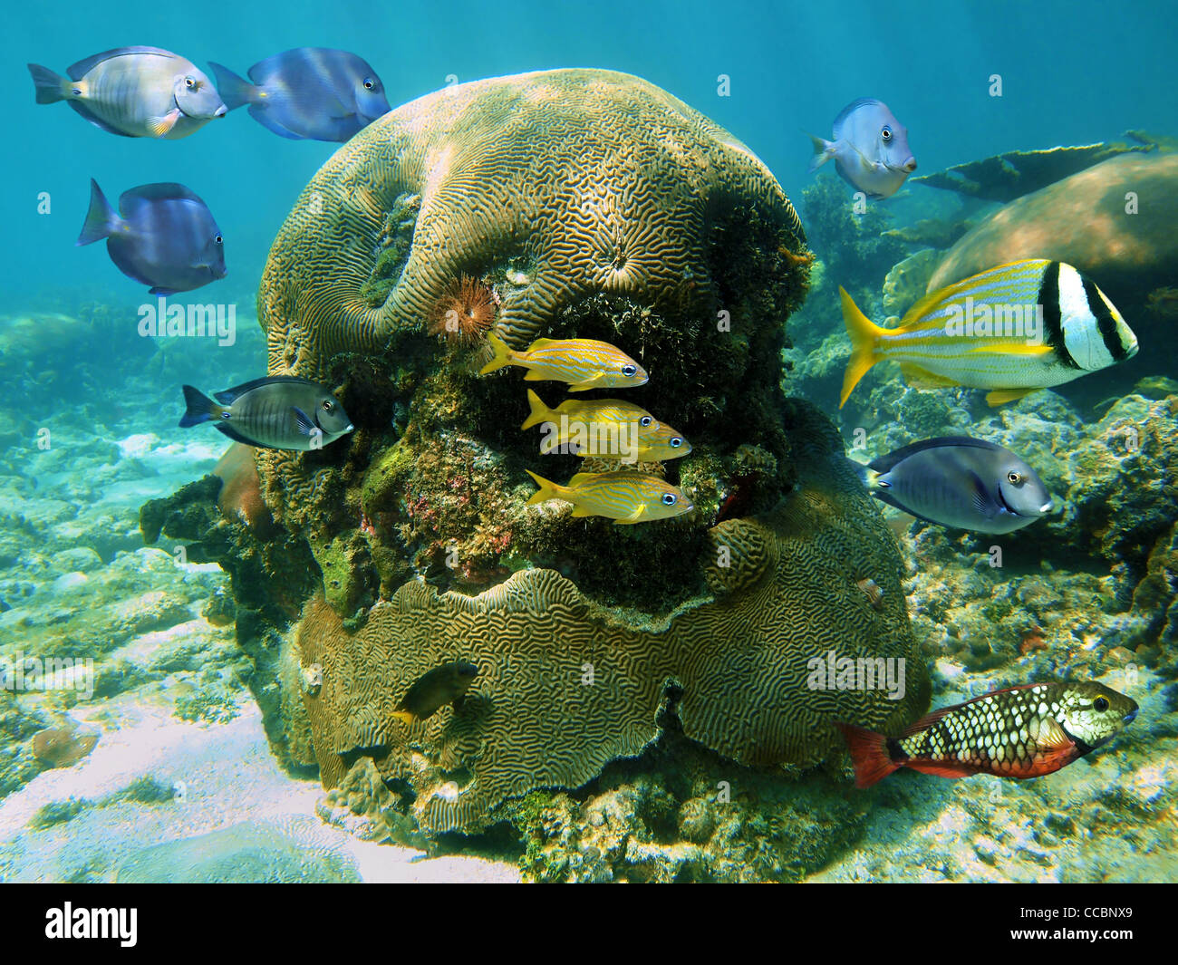 Tropisches Riff-Fische mit Hirnkoralle unter Wasser in der Karibik, Mexiko Stockfoto