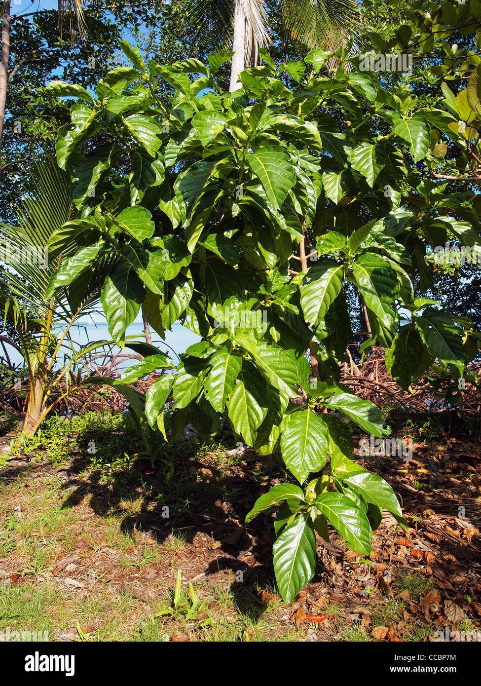 Noni Baumes Morinda Citrifolia, Mittelamerika, Costa Rica Stockfoto