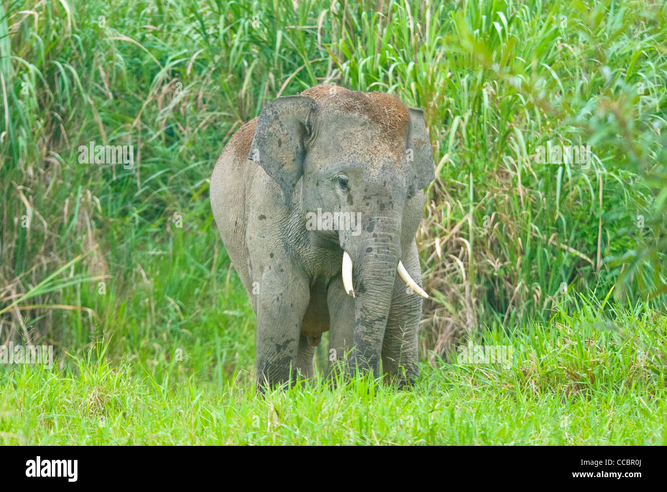 Wilde Elefanten in Sightseeingempfehlung Nationalpark erkennbar Stockfoto