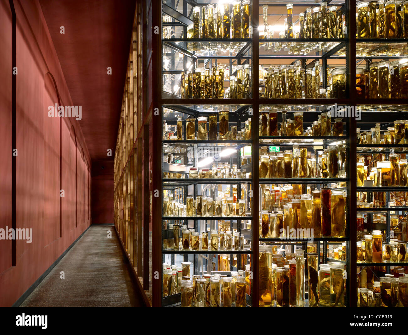 Museum Of Natural History, Berlin, Deutschland, 2009 Stockfoto