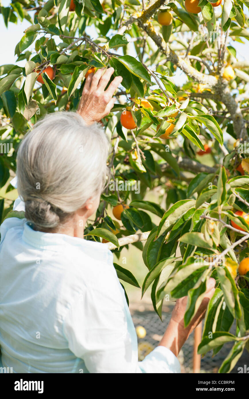 Ältere Frau Kommissionierung Orange vom Baum, Rückansicht Stockfoto