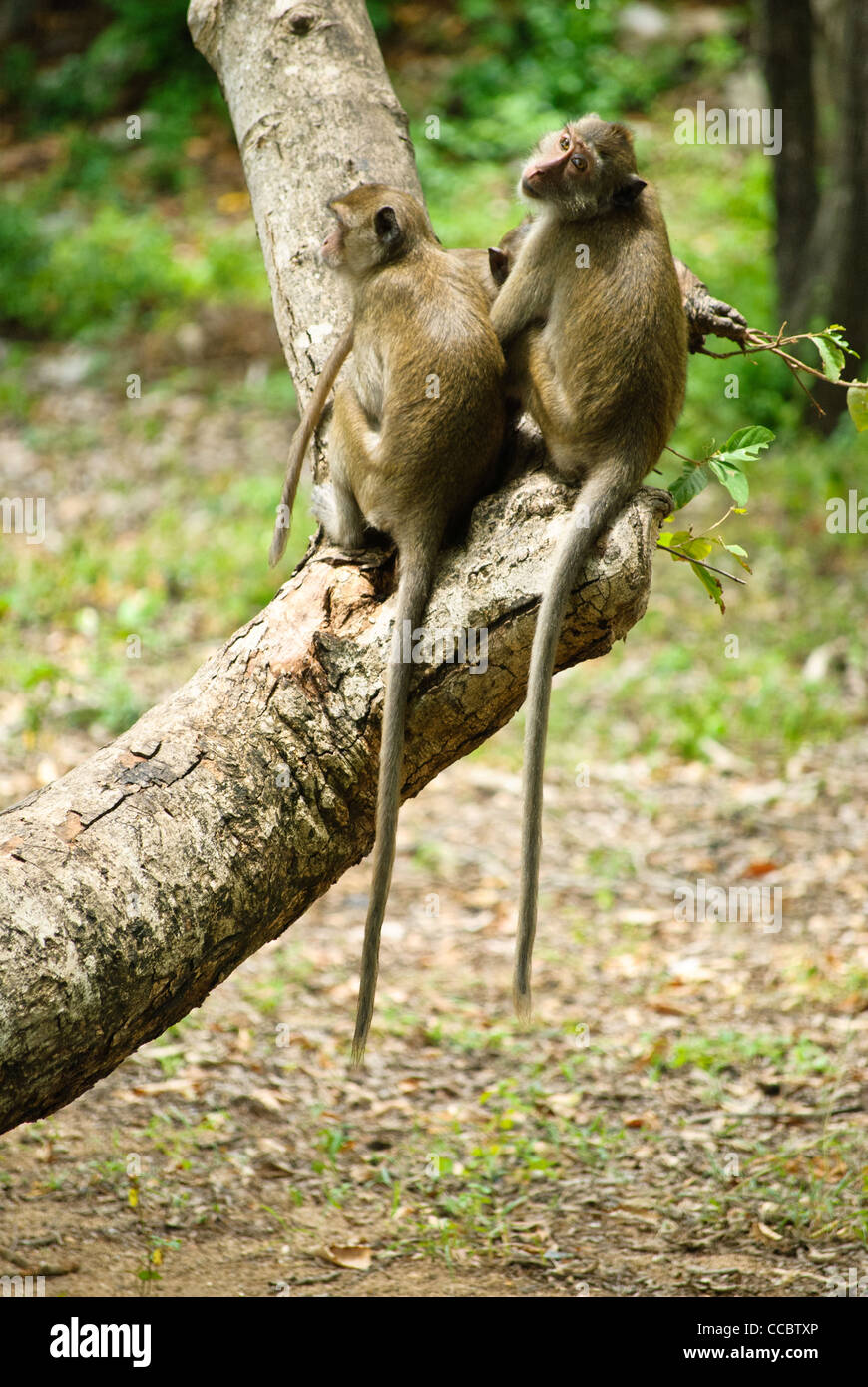 Baby Langschwanzmakaken begrüßen die Besucher betreten Sam Roi Yod Nationalpark, Thailand Stockfoto