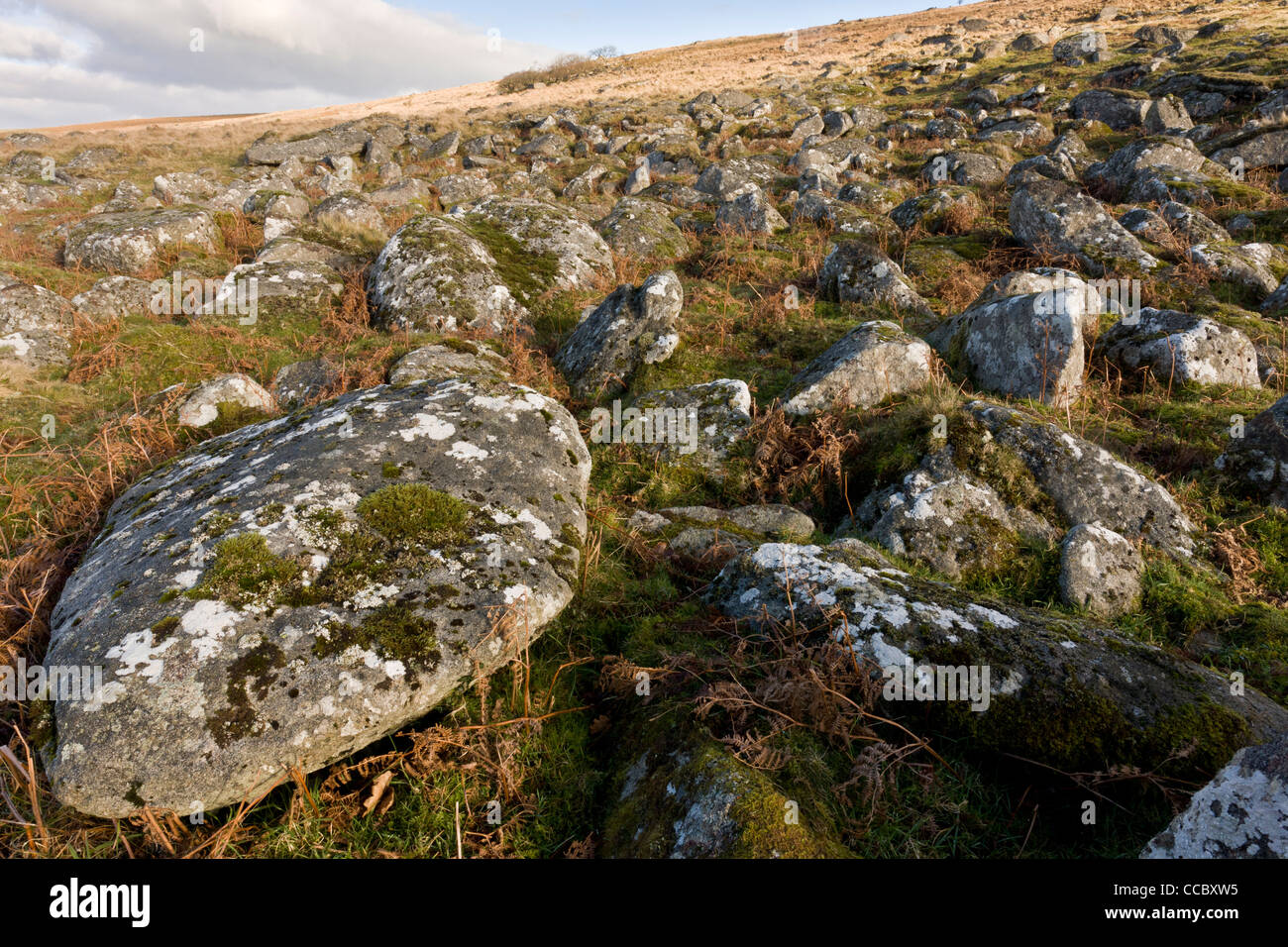 Granitfelsen oder Clitter am Hang oberhalb des Flusses West Okement, Dartmoor. Stockfoto