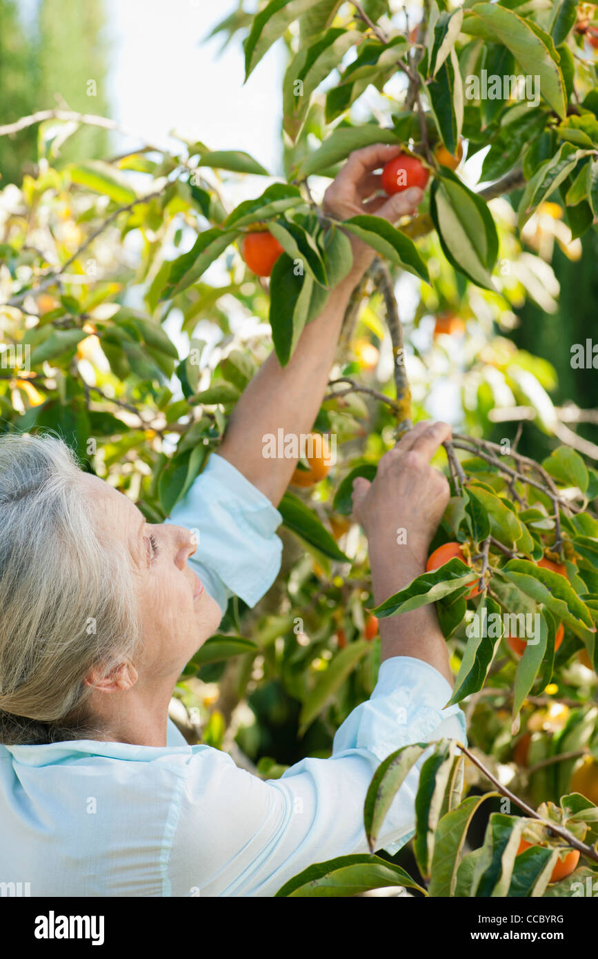 Ältere Frau Kommissionierung Orange auf Baum Stockfoto